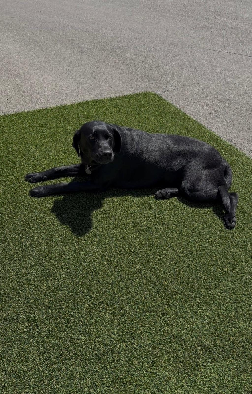 Turf Grass, 5 x 8 Ft Realistic Synthetic Fake Grass, Indoor & Outdoor With Drainage Holes, For Patio Landscape Backyard Dog Pets Mat Garden Lawn & Balcony Decor, Includes Replacement Turf
